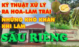TƯ VẤN KỸ THUẬT - QUY TRÌNH LÀM TRÁI SẦU RIÊNG 